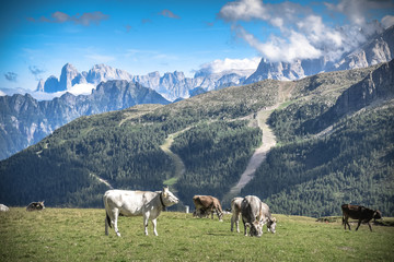 herd of cows grazing in mountains