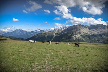 Cows in a green field