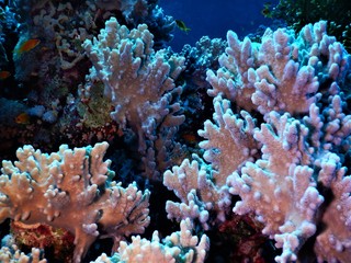 morze czerwone koral biel nurkowanie