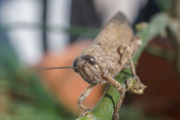 Meadow Grasshopper or Chorthippus parallelus with front view.