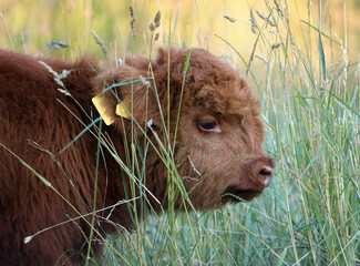 Schottisches Hochlandrind Kalb auf der Weide, Highland Cow