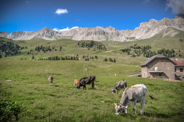 Cows in a green field