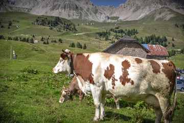 Fototapeta na wymiar Cows in a green field