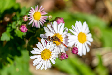 Fototapeta premium Resting Dragonfly in Daisy flowers