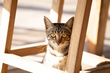 Brown Thai cat under a wooden table is cute.