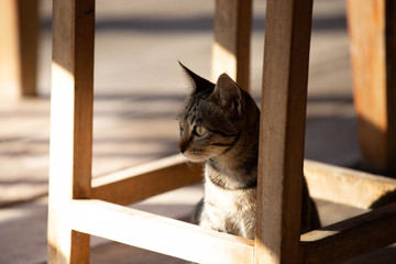 Brown Thai cat under a wooden table is cute.