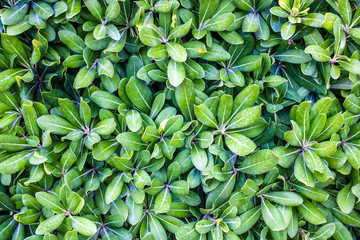 Green leaves, tiny green leaves, natural green background.