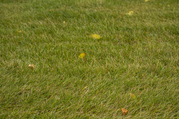 Green grass with yellow fall leaves