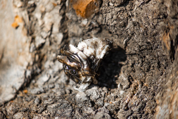 Molten piece of plastic on tree bark is macro