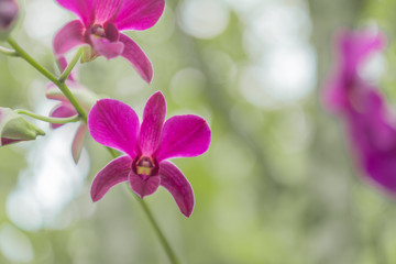 Fototapeta na wymiar Selective focus of beautiful purple orchids flower on nature green bokeh.