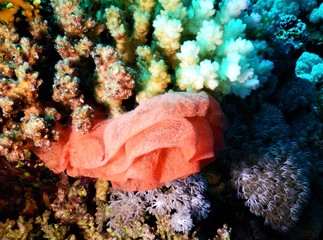 morze czerwone koral czerwień nurkowanie