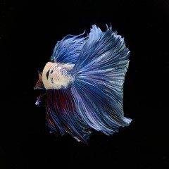 Fancy Siamese Fighting Fish or halfmoon is a beautiful fish that is popular for foreigners. Due to the beautiful colors, easy to raise, are the beautiful fish that are exported to the top of Thailand.