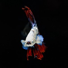 Fancy Siamese Fighting Fish or halfmoon is a beautiful fish that is popular for foreigners. Due to the beautiful colors, easy to raise, are the beautiful fish that are exported to the top of Thailand.