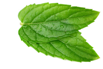 Fresh mint leaves isolated on white background