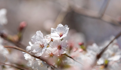 桜　サクラ　さくら　染井吉野桜　サクラの花