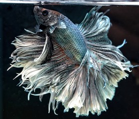 Fancy Siamese Fighting Fish or halfmoon is a beautiful fish that is popular for foreigners. Due to the beautiful colors, easy to raise, are the beautiful fish that are exported to the top of Thailand