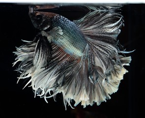 Fancy Siamese Fighting Fish or halfmoon is a beautiful fish that is popular for foreigners. Due to the beautiful colors, easy to raise, are the beautiful fish that are exported to the top of Thailand