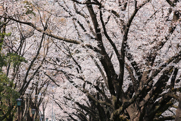 桜　サクラ　さくら　染井吉野桜　サクラの花