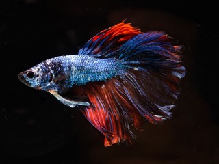 Fototapeta premium Fancy Siamese Fighting Fish or halfmoon is a beautiful fish that is popular for foreigners. Due to the beautiful colors, easy to raise, are the beautiful fish that are exported to the top of Thailand