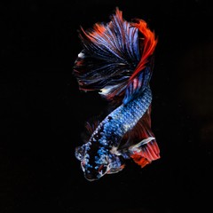 Obraz premium Fancy Siamese Fighting Fish or halfmoon is a beautiful fish that is popular for foreigners. Due to the beautiful colors, easy to raise, are the beautiful fish that are exported to the top of Thailand