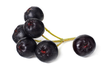 Chokeberry isolated on white background. Black aronia