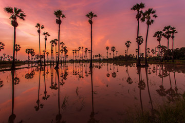 Silhouette of reflection of palm tree during sunrise time