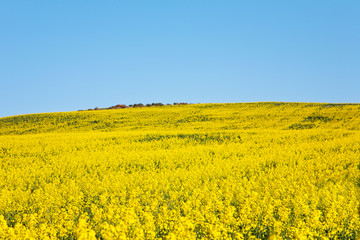 Obraz premium Landscape of canola field in South Africa