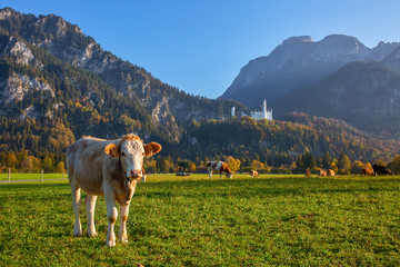 Fototapeta na wymiar Serene rural landscape with cows grazing in the meadow with the view to Neuschwanstein castle, Bavaria, Germany