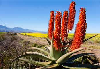 Aloe Ferox plant along Garden Route, South Africa