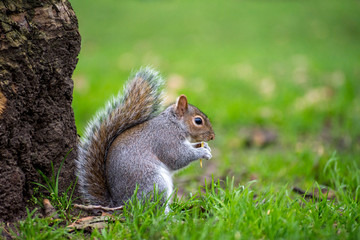 Squirrel, Green Park, London