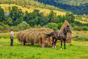 Farm worker loading hay in the horse cart. Rural agricultural theme.