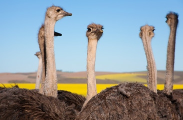 Fototapeta premium Close up of ostriches in canola field, South Africa