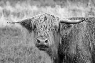 Keuken foto achterwand Schotse hooglander Schotse hooglanders op de weide, Highland Cow