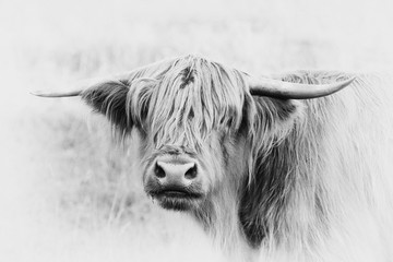 Bovins Highland écossais au pâturage, vache Highland