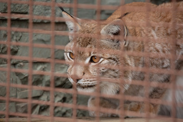 Lynx behind bars in the zoo