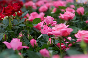 young rose bushes pink and red