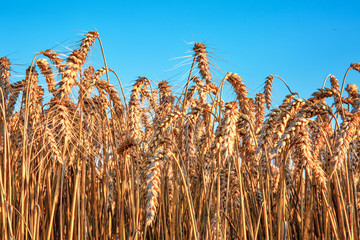 Field of wheat in the sunset, selective focus, agricultural background, selective focus