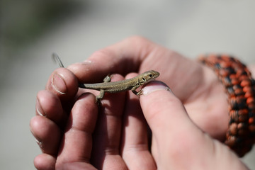 A newborn lizard crawls on the hand of a child. The sand lizard (Lacerta agilis) is a lacertid lizard.