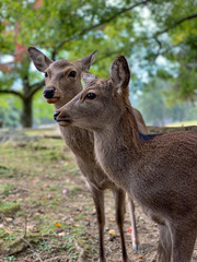 Deer in Nara Park, Japan