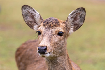 Naklejka na ściany i meble Deer in Nara Park, Japan