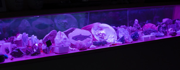 Violet-lit showcase with minerals and fossils.