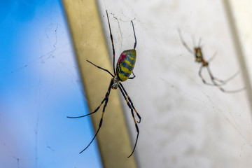 Japanese Spider
