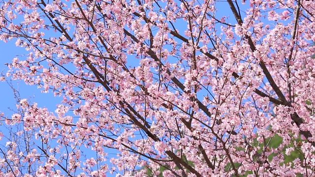 Cherry blossom with blue sky in background.