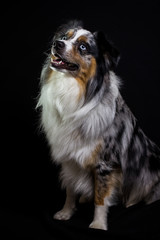 Aussie