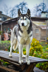 хаски, собака, сибирский хаски, хаски за забором.