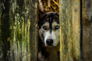 хаски, собака, сибирский хаски, хаски за забором.