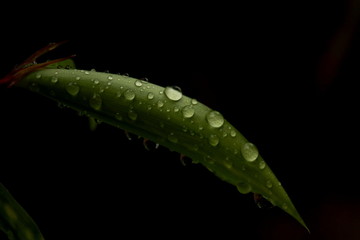 Waterdrop on Leaf