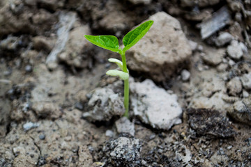 Yard-long bean seedlings are about 1 week old.
