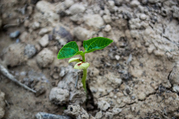 Yard-long bean seedlings are about 1 week old.