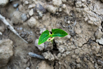 Yard-long bean seedlings are about 1 week old.